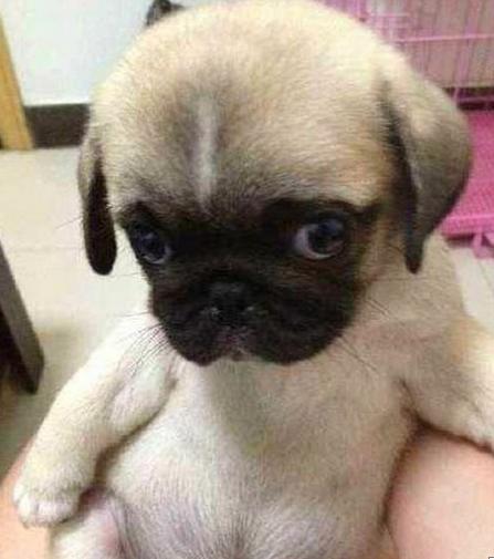 狗狗成长记录1-100天卡点视频,狗狗成长记30天