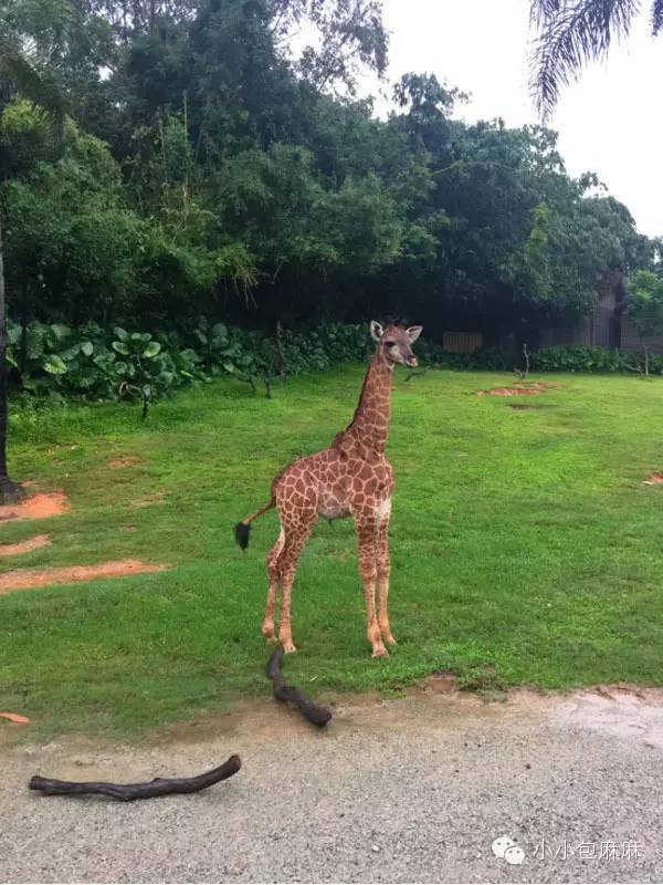 珠海长隆动物园游记,游记长隆动物园