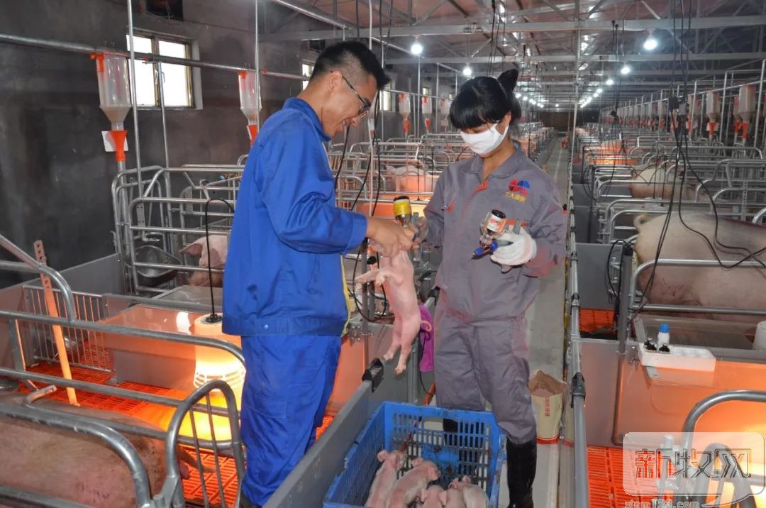 正大康地和康地对比,正大康地营养科技