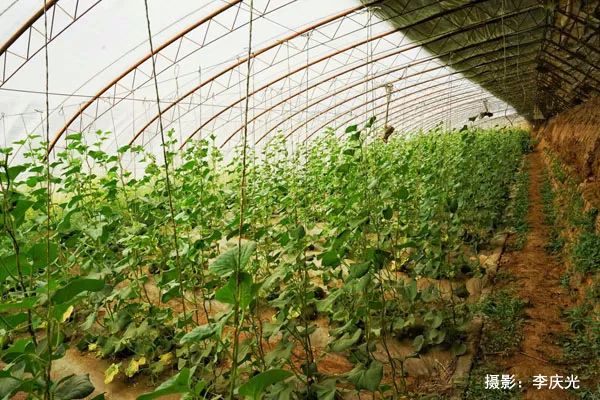 天下第一菜的西瓜视频,天下第一瓜只有在磴口能吃上