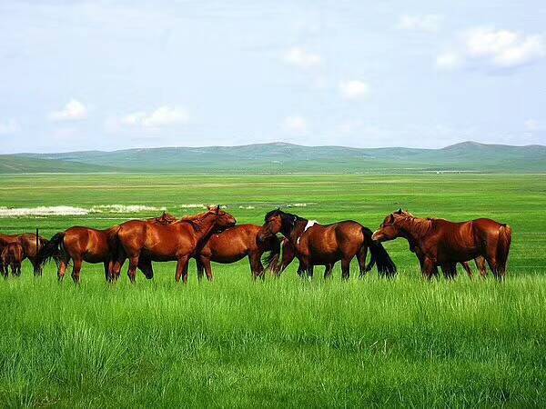 大武口呼伦贝尔风情园烤全羊团购,呼伦贝尔旅游必吃的十大特色美食