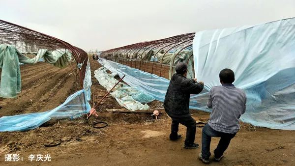 磴口的华莱士哪里有卖,天下第一瓜只有在磴口能吃上