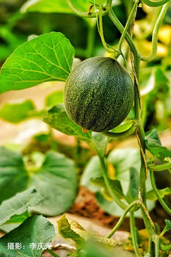 天下第一菜的西瓜视频,天下第一瓜只有在磴口能吃上