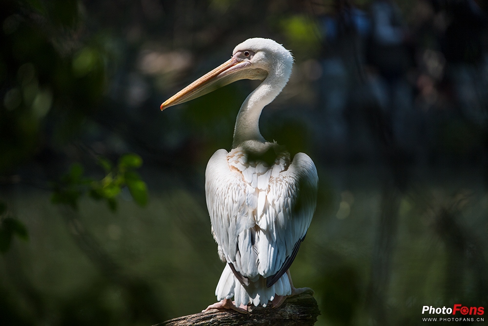 尼康180-400定焦镜头评测,尼康超长焦100-400和180-600