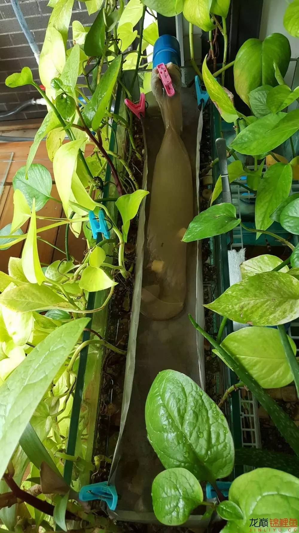 子母生态缸丨庭院深，深，深几许？