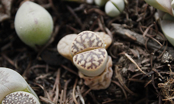 云南多肉植物生石花,南非多肉盆栽生石花