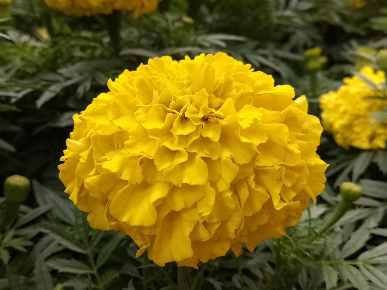 金立s6pro厚度多少,金立s6pro参数配置