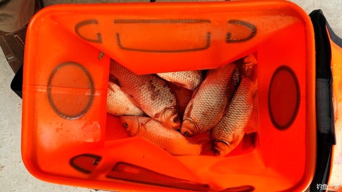 秋浦河冬钓板鲫,夜钓王二河图片