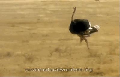 动物界三种最残忍动物,动物界最残忍四种动物