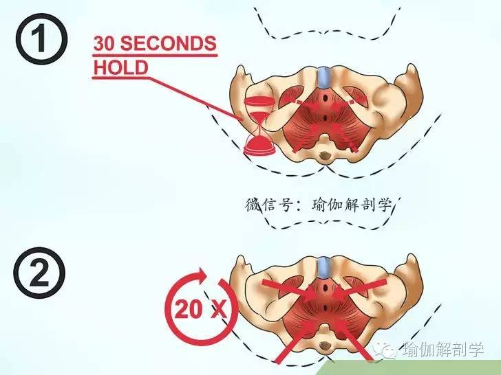 pc肌和骨盆底肌,pc肌训练增强pc肌