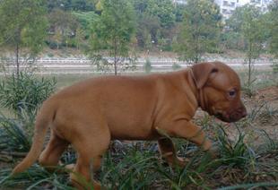 比特开口不咬怎么办,比特不肯锻炼怎么办