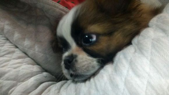 狗狗偷吃垃圾被主人骂,狗狗乱捡垃圾吃