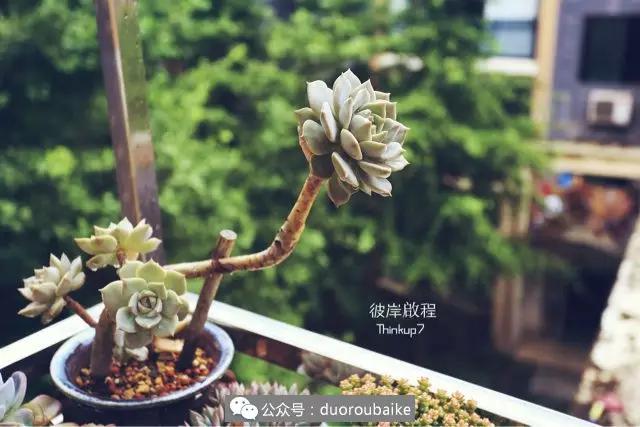 肉肉养在露台夏季要遮阳吗,露养夏天也不遮阳吗