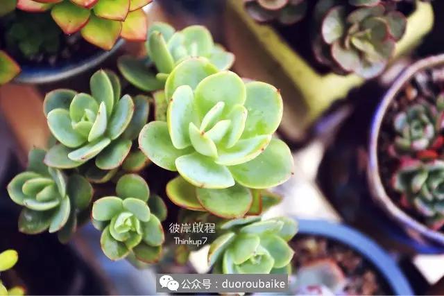 肉肉养在露台夏季要遮阳吗,露养夏天也不遮阳吗