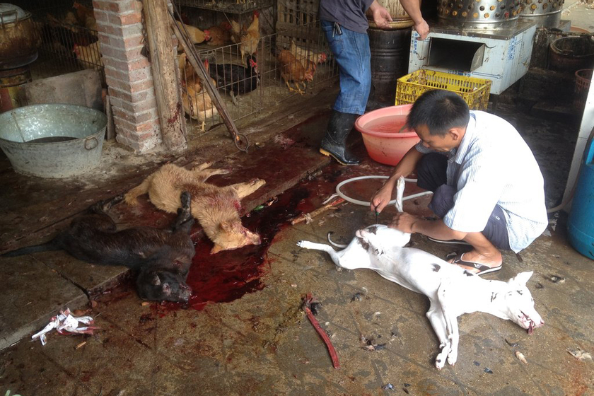 从“狗肉节”到非遗，有关动物使用的伦理困境比比皆是！