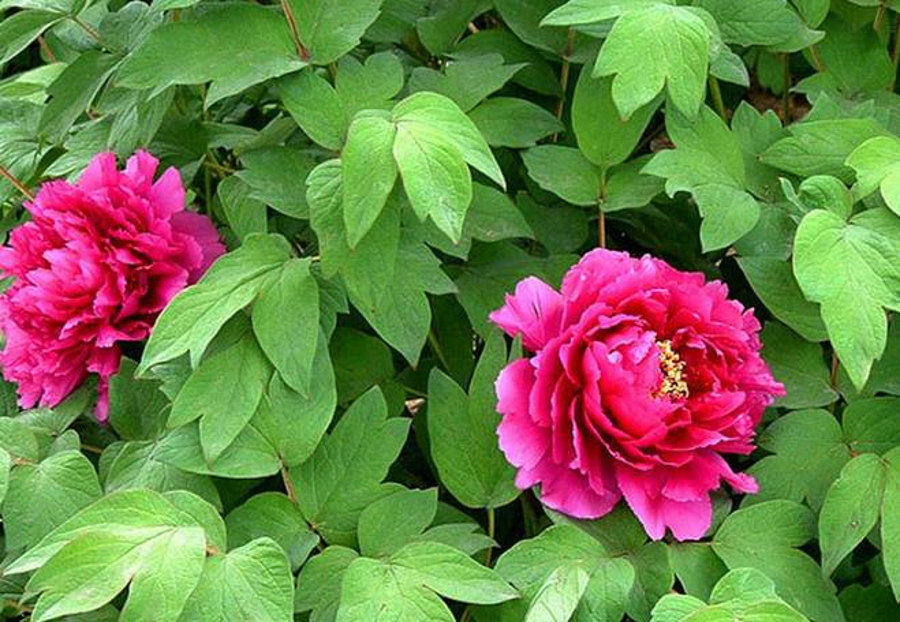 汉字的读音之美,汉字美的偏旁