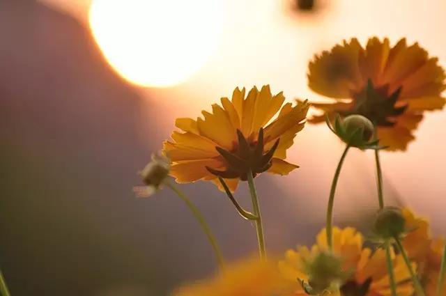 这些镜头里的花，让我瞬间变“花痴”