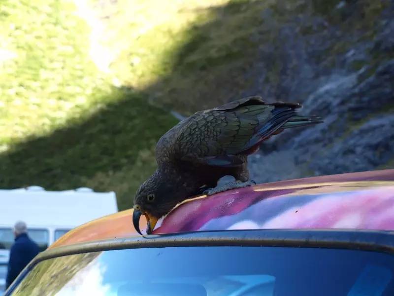 鸟来啦快跑啊！——乐园“暴君”啄羊鹦鹉