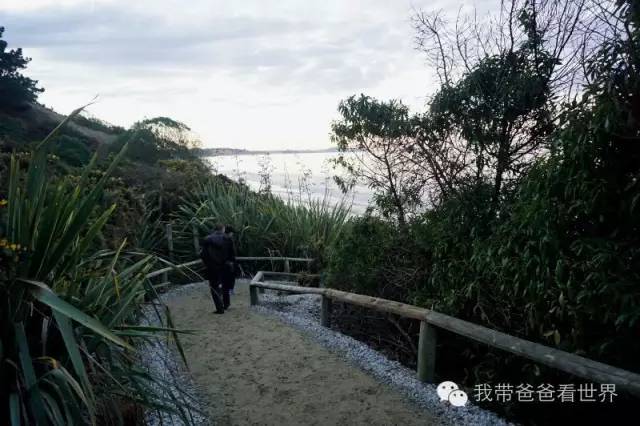 新西兰南岛摩拉基大圆石,新西兰摩拉基大圆石视频