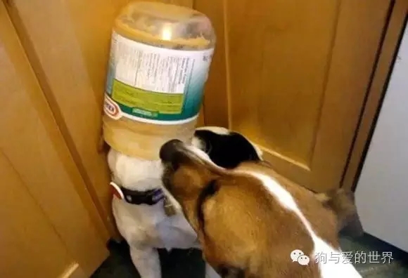 狗狗蠢萌和酷炫,狗狗蠢萌瞬间