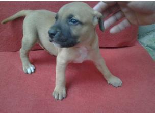 比特开口不咬怎么办,比特不肯锻炼怎么办