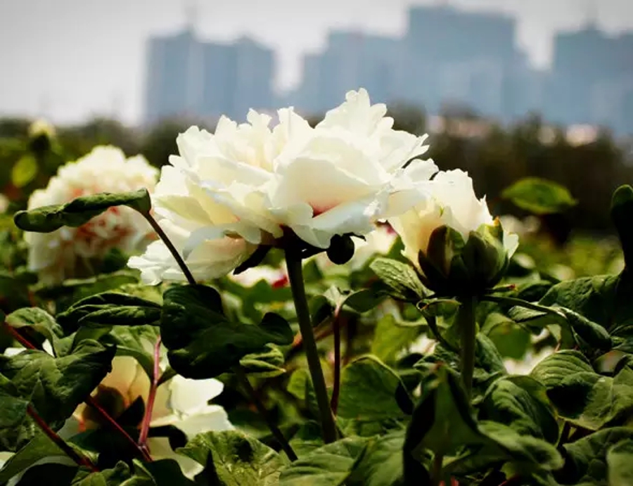 汉字字形字音之美,汉字有字音之美