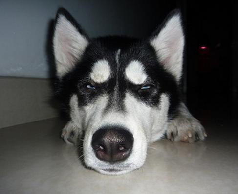 狗狗维生素过量会怎样,狗狗维生素b中毒怎么办