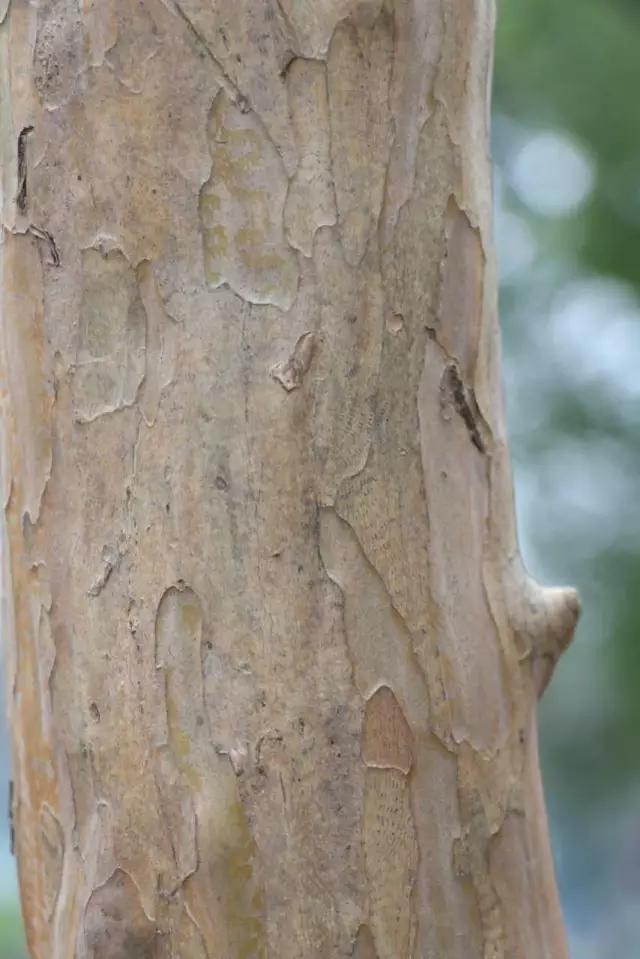 紫薇又叫痒痒树,千年红皮紫薇树