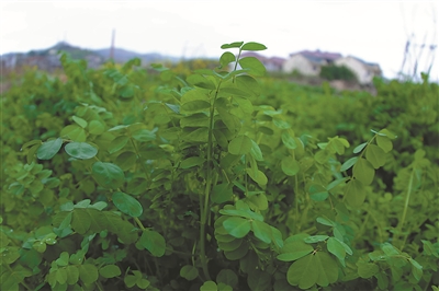 走进春天的田野听一听野菜的故事