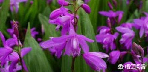 种一亩白芨要多少种苗,白芨种苗种植与栽培采用什么技术