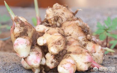 种生姜盆栽营养土配方,生姜盆栽方法用沙土鸡蛋壳可以吗