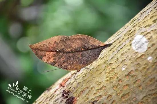 请鉴定:这是不是一片树叶/请投稿:二千奖金可能就是你的,更多