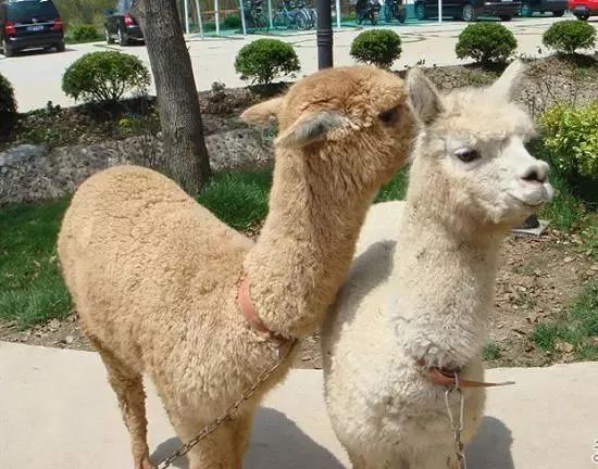 2019上海崇明薰衣草节,崇明薰衣草节旅游攻略