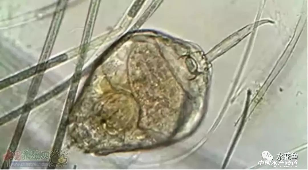 怎样判断鱼是否喂食过量,浅谈鱼摄食异常现象与疾病诊断