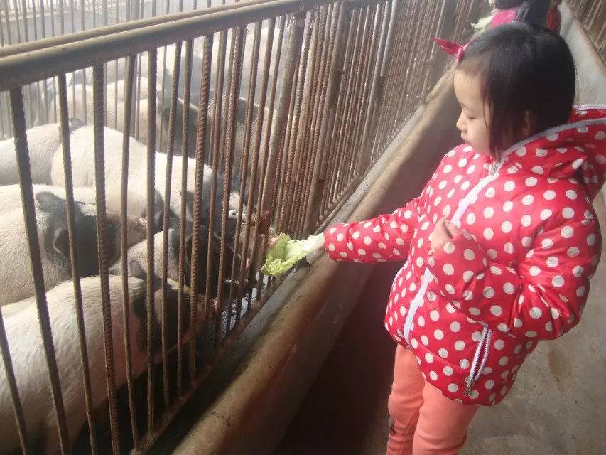 晚报亲子本周六再开蔬菜采摘喂小猪，小朋友抓紧报名啦