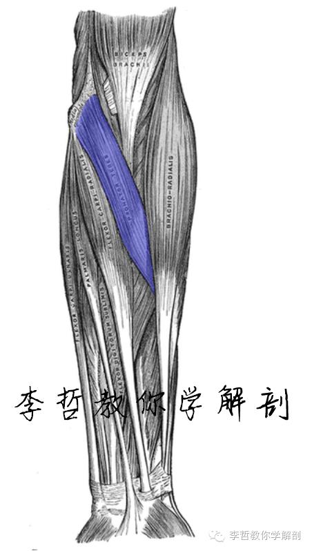右正中神经在哪里,正中神经手部分支