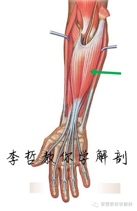 右正中神经在哪里,正中神经手部分支