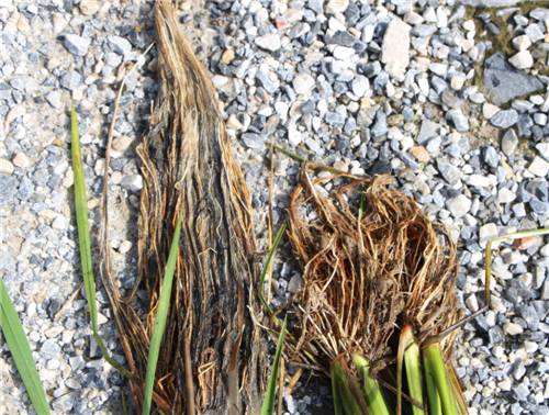 水稻根出现黑根咋办,水稻直播烂根