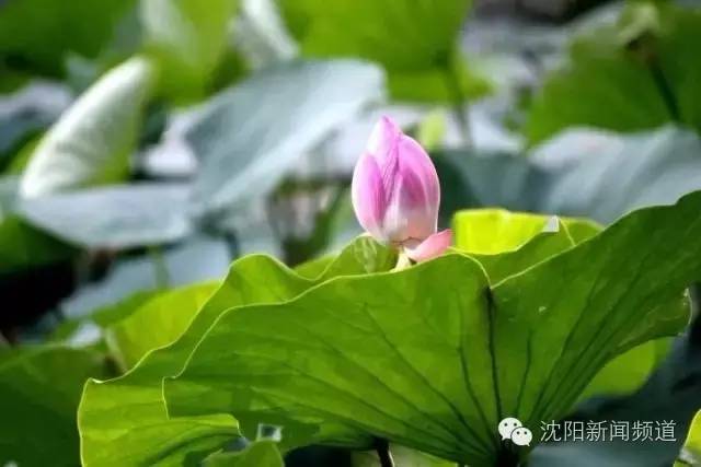 沈阳最新赏花地点,沈阳周边自驾赏花