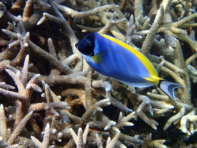 马尔代夫莉莉岛怎么玩,马尔代夫莉莉岛出海项目