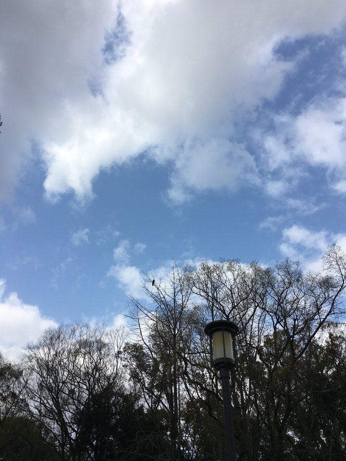 16年,关西(大阪,奈良,京都,宇治)樱花,甲子园