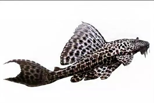 鱼缸清洁利器用什么鱼,实用鱼缸清洗工具大全图解