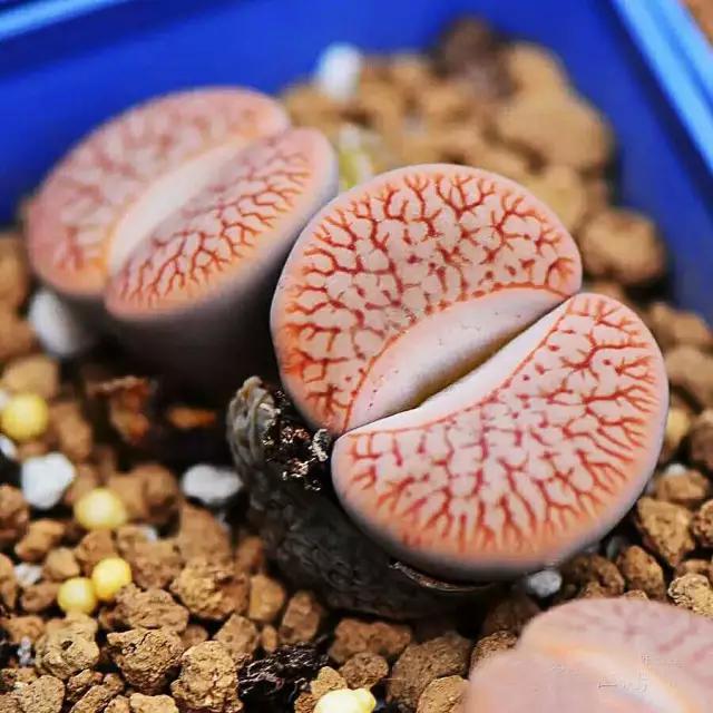 生石花晒伤了怎么处理,生石花晒伤为什么不能浇水