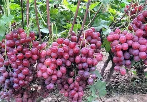 烟台常吃的水果有哪些,六月底七月初烟台的水果