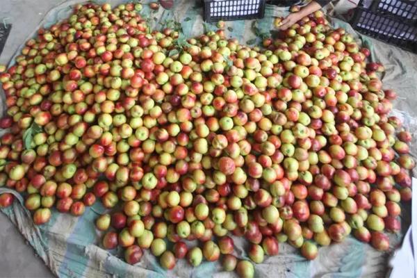 万荣油桃“国际化”的“前世今生”