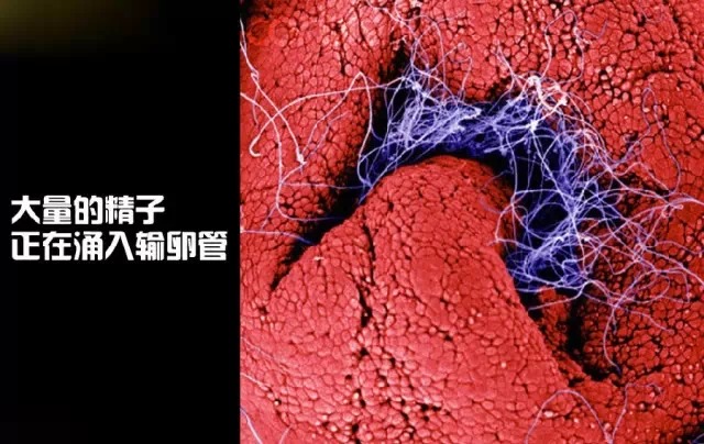 造人计划之前需要做的事,造人计划必须做的事