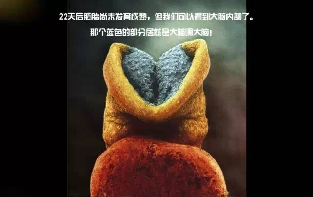 造人计划之前需要做的事,造人计划必须做的事