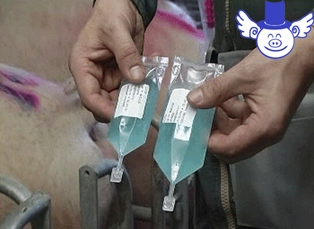 人工授精的成功率,人工授精是否能提高怀孕成功率