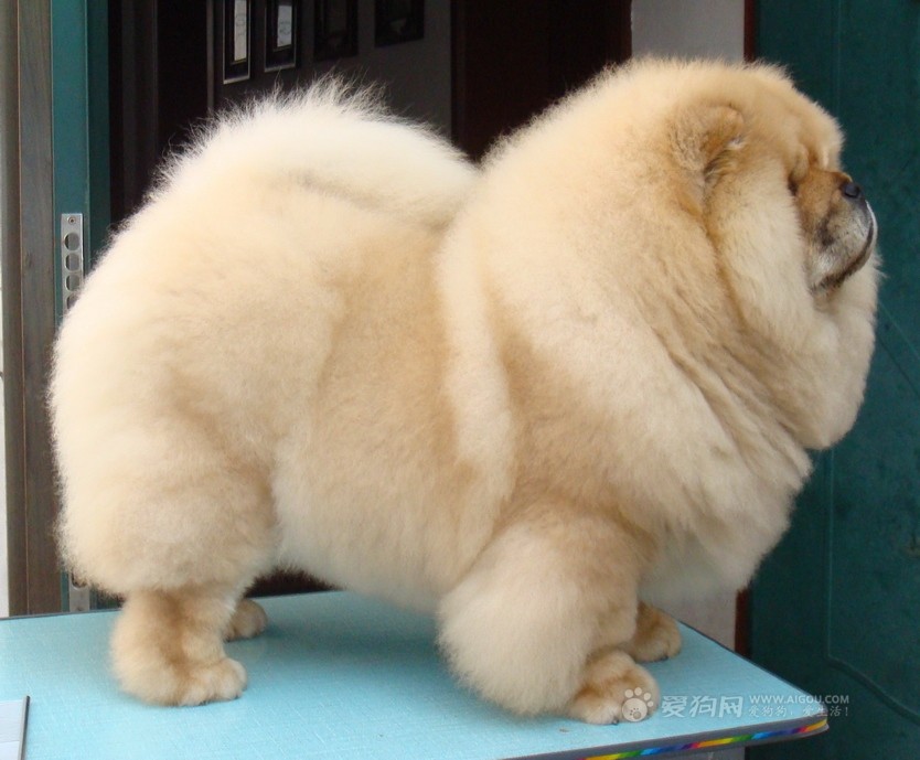 松狮霸气,松狮犬霸气视频