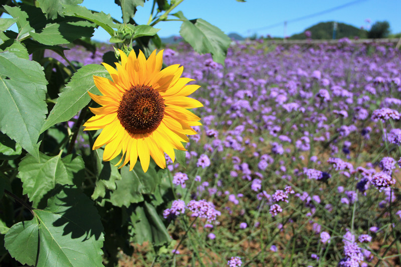 北京东方普罗旺斯薰衣草庄园,国外普罗旺斯薰衣草庄园夕阳